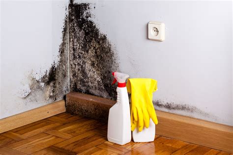 The Truth About Mold: How Magic Mold Removers Can Make a Difference